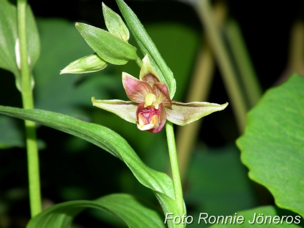 Epipactis Gigantea